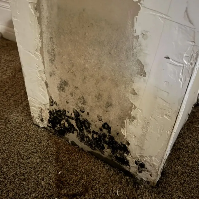 Professional Mold Removal in Denver, IA